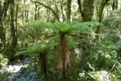 Silver Fern-The Chasm on the road to Milford Sound