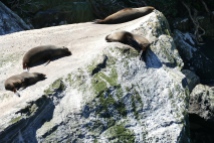 Seals-Milford Sound