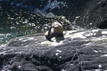 Seals-Milford Sound
