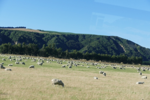Abundance of Merino sheep-taken from bus