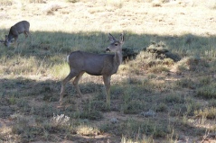 Bryce Mule Deer
